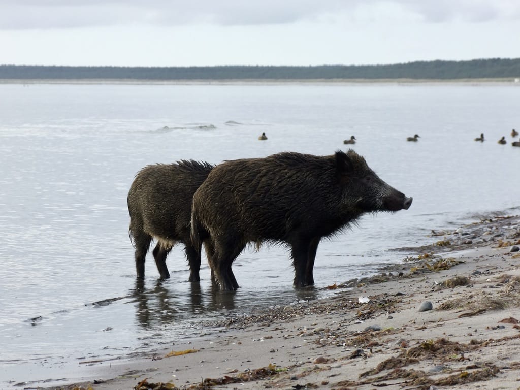 Wildschwein