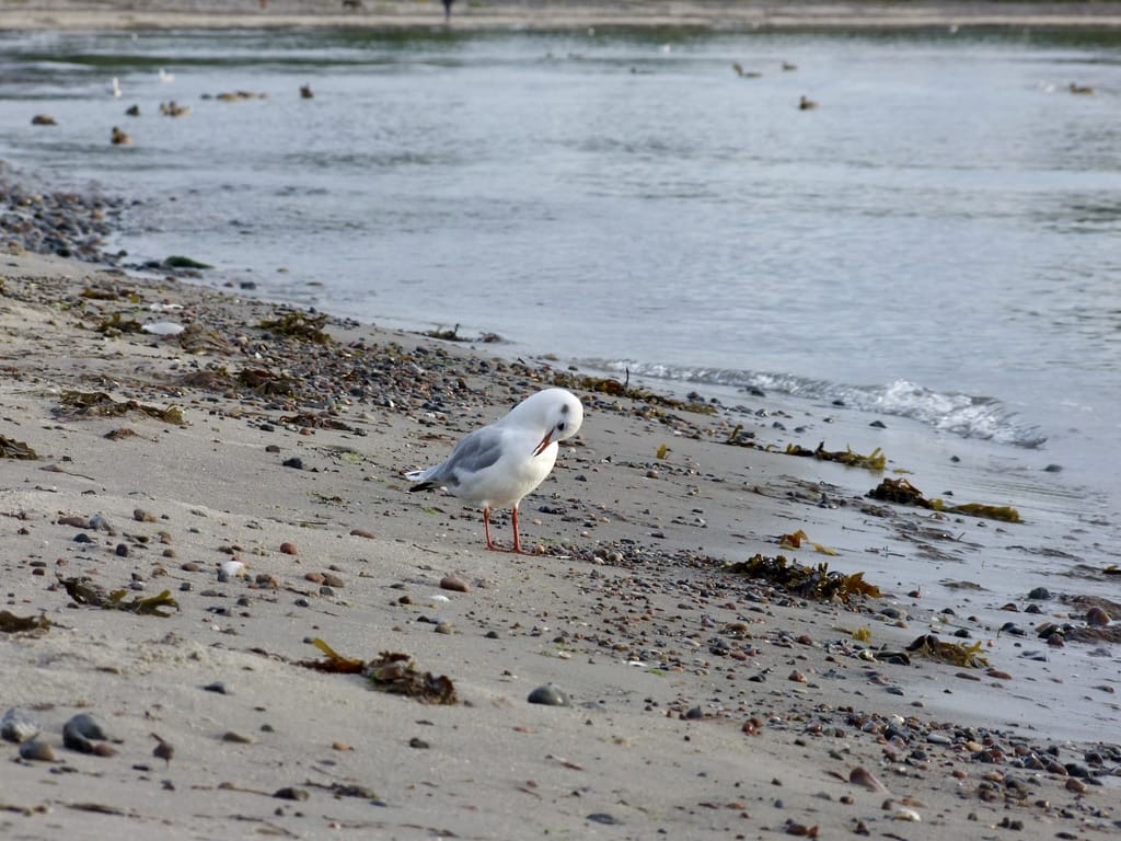 Federn putzen Federn putzen