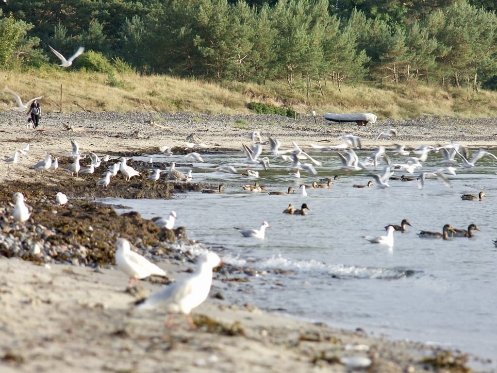 Flatterlinge Flatterlinge